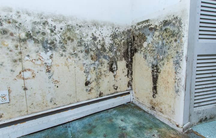residential mold removal experts in Warner Robins